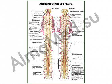 Артерии спинного мозга плакат ламинированный А1/А2 (ламинированный	A2)