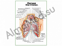 Легкие плакат ламинированный А1/А2 (ламинированный	A2)