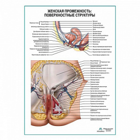 Женская промежность: поверхностные структуры плакат глянцевый А1+/А2+ (глянцевый холст от 200 г/кв.м, размер A1+)