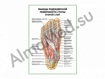Мышцы подошвенной поверхности стопы (второй слой) плакат ламинированный А1/А2 (ламинированный	A2)