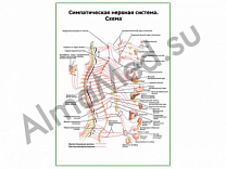 Симпатическая нервная система плакат глянцевый/ламинированный А1/А2 (глянцевый	A2)