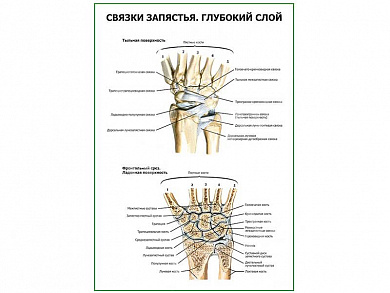 Связки запястья. Глубокий слой плакат глянцевый А1/А2 (глянцевый A2)