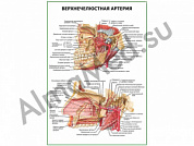 Верхнечелюстная артерия плакат глянцевый/ламинированный А1/А2 (ламинированный	A1)