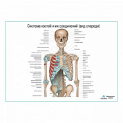 Система костей и их соединения (без нижних конечностей), плакат глянцевый А1+/А2+ (глянцевая фотобумага от 200 г/кв.м, размер A1+)
