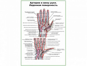 Артерии и вены руки, ладонная поверхность плакат глянцевый А1/А2 (глянцевый A1)
