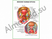 Женские тазовые органы плакат ламинированный А1/А2 (ламинированный	A2)