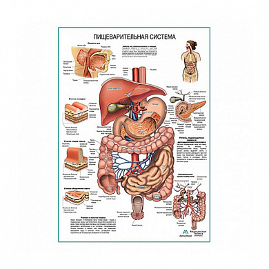 Пищеварительная система, плакат глянцевый А1/А2 (глянцевый А1)