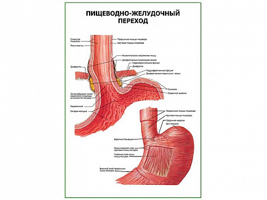 Пищеводно-желудочный переход плакат глянцевый  А1/А2 (глянцевый A1)