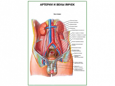 Артерии и вены яичек плакат глянцевый А1/А2 (глянцевый A2)