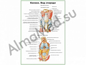 Колено, мышечно-связочный аппарат плакат глянцевый/ламинированный А1/А2 (глянцевый	A2)