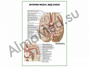 Артерии мозга. Вид снизу плакат ламинированный А1/А2 (ламинированный	A2)
