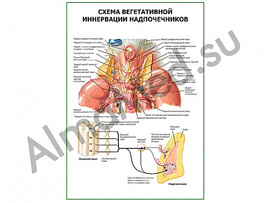 Схема вегетативной иннервации надпочечников плакат глянцевый/ламинированный А1/А2 (глянцевый	A2)