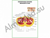 Поперечное сечение женского таза плакат глянцевый/ламинированный А1/А2 (глянцевый	A2)