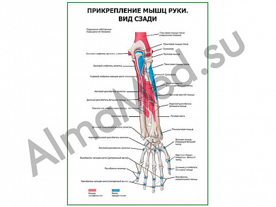 Прикрепление мышц руки. Вид сзади плакат ламинированный А1/А2 (ламинированный	A2)