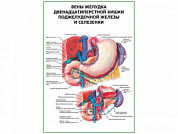 Вены желудка двенадцатиперстной кишки, селезенки плакат глянцевый А1/А2 (глянцевый A1)