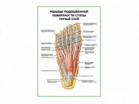 Мышцы подошвенной поверхности стопы первый слой плакат глянцевый А1+/А2+ (глянцевая фотобумага от 200 г/кв.м, размер A1+)