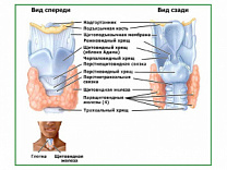 Строение гортани, плакат глянцевый  А1/А2 (глянцевый A2)