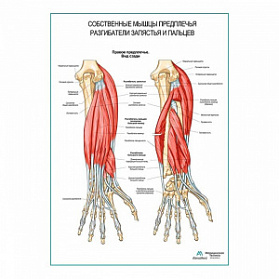 Разгибатели запястья и пальцев плакат глянцевый А1+/А2+ (глянцевый холст от 200 г/кв.м, размер A1+)