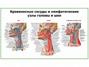 Сосуды головы и шеи, плакат глянцевый А1/А2 (глянцевый A2)