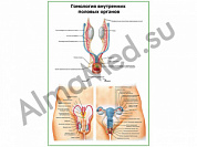 Гомология внутренних половых органов плакат глянцевый/ламинированный А1/А2 (глянцевый	A2)