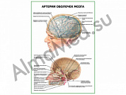 Артерии оболочек мозга плакат ламинированный А1/А2 (ламинированный	A2)
