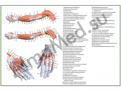 Мышцы руки, плакат глянцевый/ламинированный А1/А2 (глянцевый	A2)