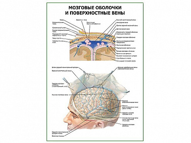 Мозговые оболочки и поверхностные вены плакат глянцевый А1/А2 (глянцевый A1)