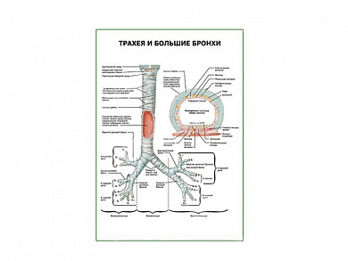 Трахея и большие бронхи плакат глянцевый А1/А2 (глянцевый A2)