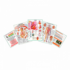 Комплект плакатов для кабинета функциональной диагностики глянцевый А1/А2 (глянцевый A1)