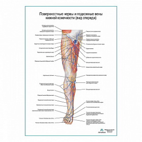 Поверхностные нервы и подкожные вены ноги: вид спереди плакат А1+/А2+ (матовый холст от 200 г/кв.м, размер A1+)