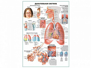 Дыхательная система человека, плакат глянцевый А1/А2 (глянцевый A1)
