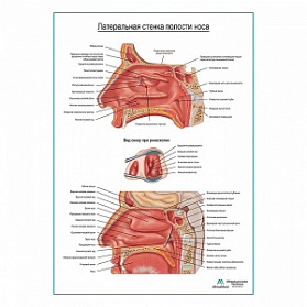 Носовая полость, боковая стенка, плакат глянцевый А1+/А2+ (глянцевая фотобумага от 200 г/кв.м, размер A1+) Носовая полость, боковая стенка, плакат глянцевый А1+/А2+ (глянцевая фотобумага от 200 г/кв.м, размер A1+)