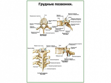 Грудные позвонки плакат глянцевый А1/А2 (глянцевый A1)