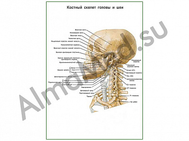 Костный скелет головы и шеи плакат ламинированный А1/А2 (ламинированный	A2)