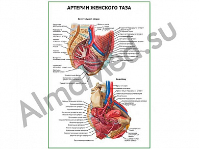 Артерии женского таза плакат ламинированный А1/А2 (ламинированный	A2)