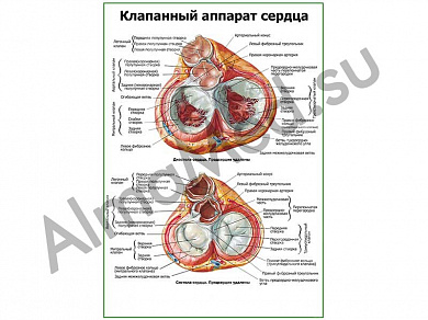 Клапанный аппарат сердца плакат глянцевый/ламинированный А1/А2 (глянцевый	A2)