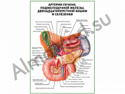 Артерии печени, селезенки, поджелудочной железы плакат глянцевый/ламинированный А1/А2 (глянцевый	A2)