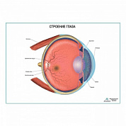 Строение глаза, плакат глянцевый А1+/А2+ (матовый холст от 200 г/кв.м, размер A1+)