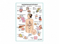 Эндокринный аппарат, плакат глянцевый/ламинированный А1/А2