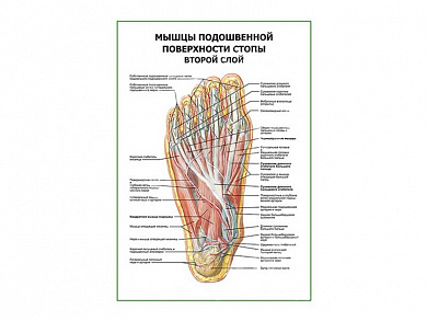 Мышцы подошвенной поверхности стопы (второй слой) плакат глянцевый А1/А2 (глянцевый A2)