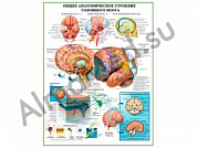 Строение головного мозга, плакат ламинированный А1/А2 (ламинированный	A2)