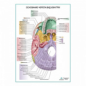 Основание черепа, вид изнутри плакат глянцевый А1+/А2+ (матовый холст от 200 г/кв.м, размер A1+)