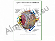Кровоснабжение глазного яблока плакат ламинированный А1/А2 (ламинированный	A2)