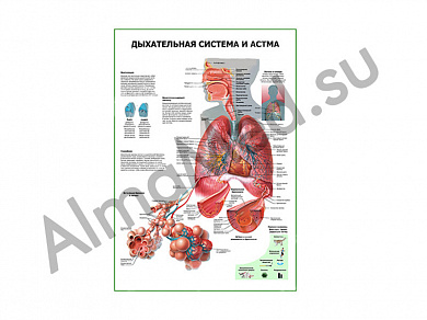 Дыхательная система и астма плакат глянцевый/ламинированный А1/А2 (ламинированный	A2)