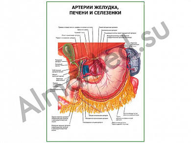 Артерии желудка, печени и селезенки плакат ламинированный А1/А2 (ламинированный	A2)