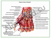 Мышцы и артерии кисти, плакат ламинированный А1/А2 (ламинированный	A2)
