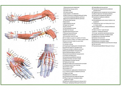 Мышцы руки, плакат глянцевый А1/А2 (глянцевый A1)