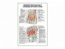 Межкостные мышцы и глубокие артерии стопы плакат глянцевый А1/А2 (глянцевый A2)