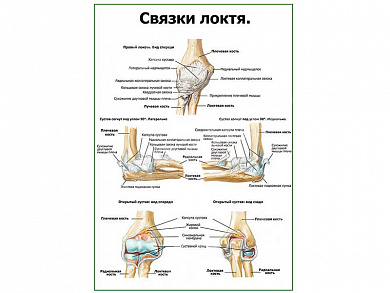 Связки локтя плакат глянцевый А1+/А2+ (глянцевая фотобумага от 200 г/кв.м, размер A1+)