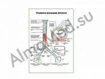 Трахея и большие бронхи плакат глянцевый/ламинированный А1/А2 (глянцевый	A2)